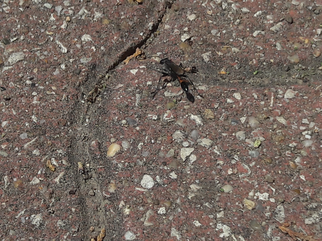 Ammophila