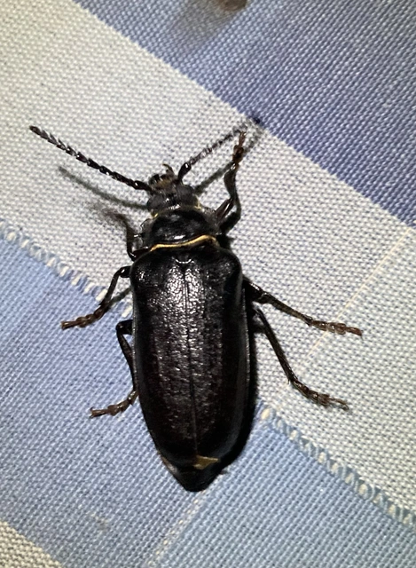 Prionus coriarius - csőszcincér