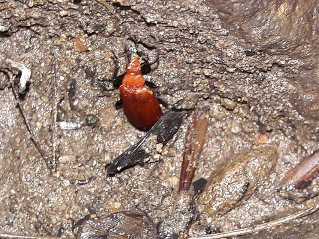 Pyrochroa serraticornis - közép-bíborbogár