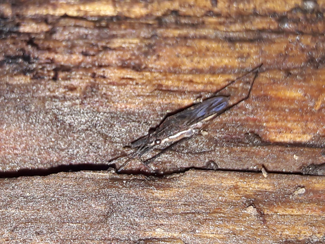 Gerridae - molnárpoloskák