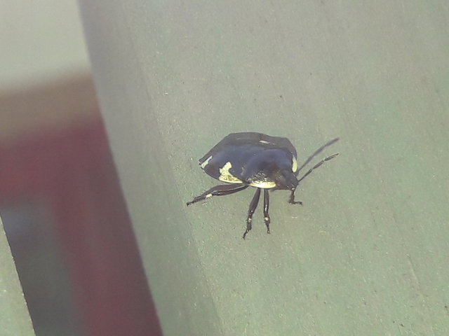 Tritomegas sexmaculatus - hatfoltos földipoloska