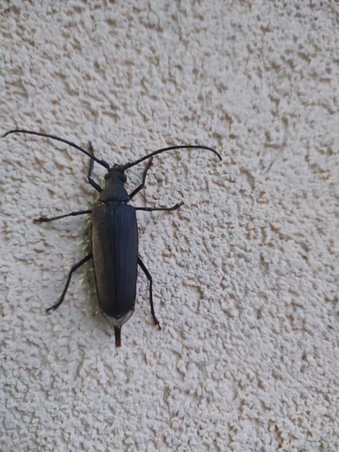 Aegosoma scabricorne - diófacincér
