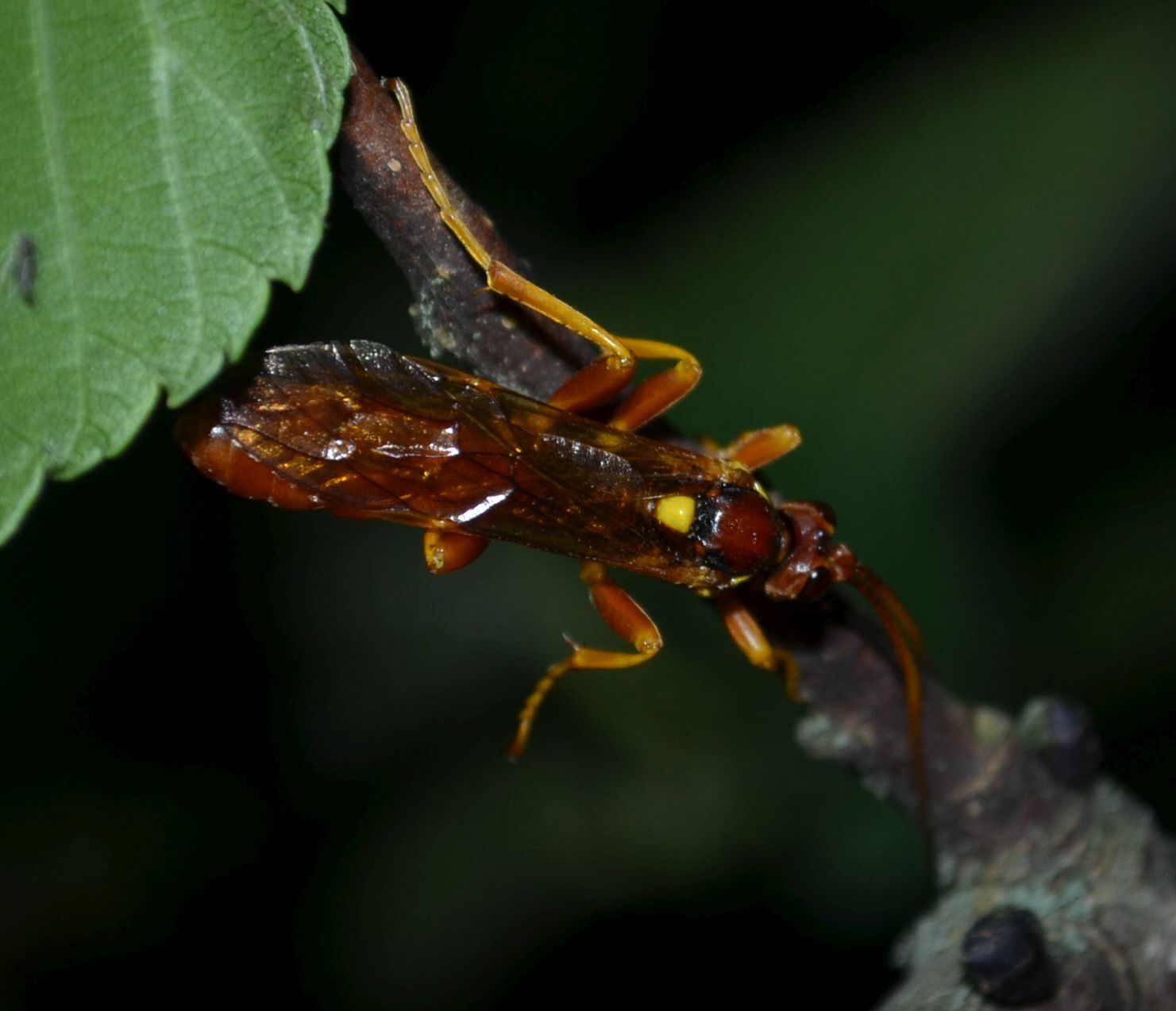 Callajoppa cirrogaster