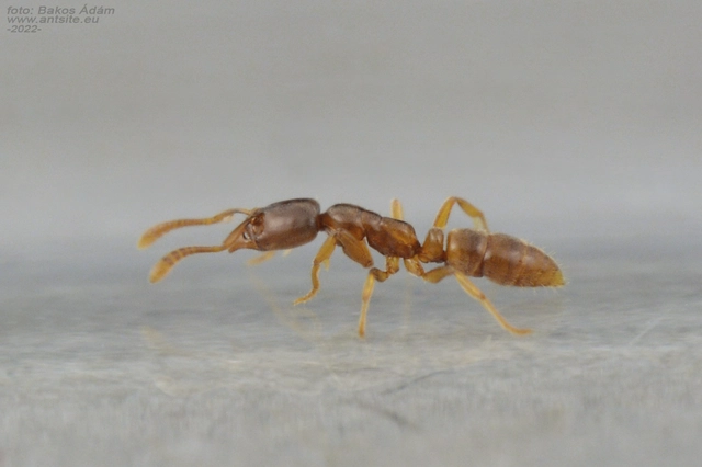 Hypoponera ergatandria