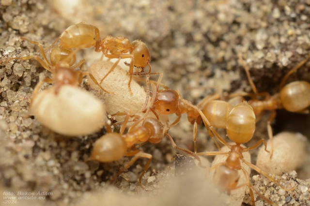 Lasius carniolicus - keleti borostyánhangya