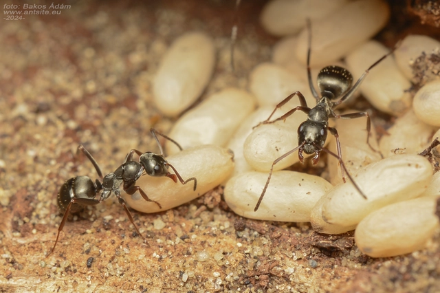 Formica fusca - kormos rabszolgahangya