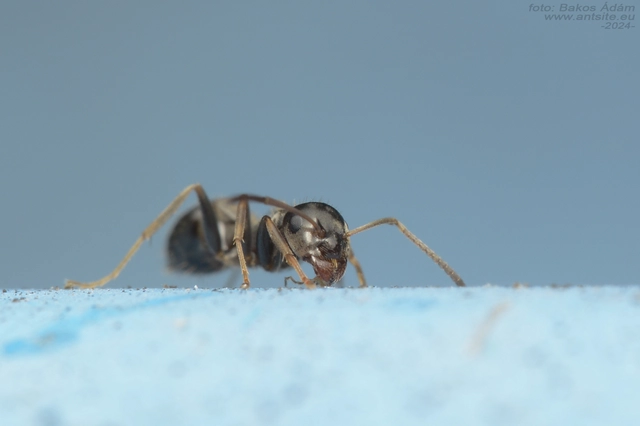 Lasius bombycina - pusztai feketehangya