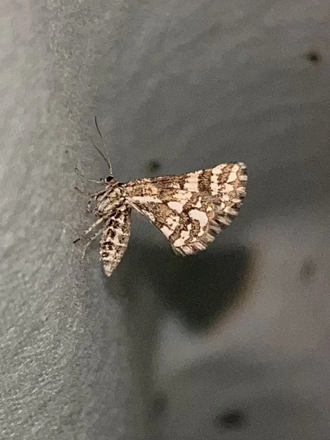 Narraga fasciolaria/tessularia