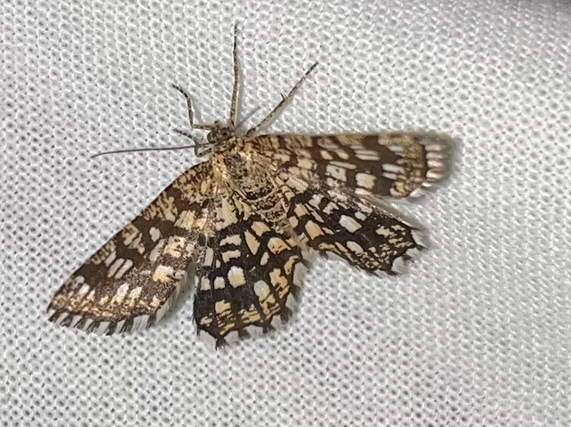 Chiasmia clathrata - rácsos rétiaraszoló