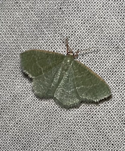 Phaiogramma etruscaria - fehérpettyes zöldaraszoló