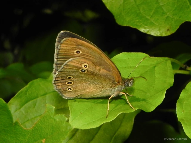 Aphantopus hyperanthus - közönséges ökörszemlepke
