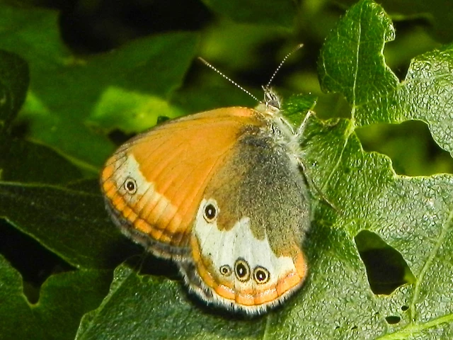 Coenonympha arcania - fehéröves szénalepke