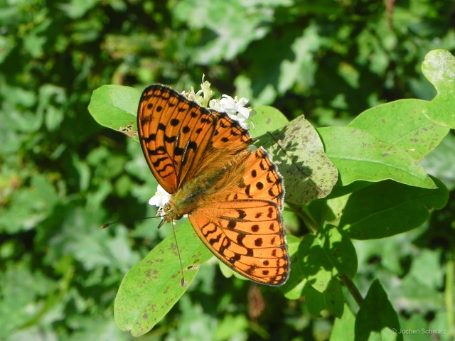 Argynnis adippe - ezüstös gyöngyházlepke