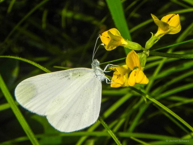 Leptidea sinapis - mustárlepke