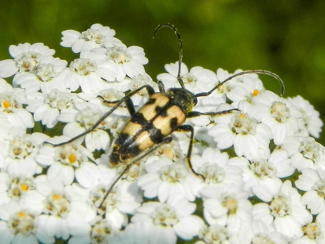 Pachytodes erraticus - rajzos virágcincér