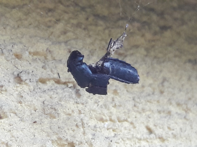 Ocypus