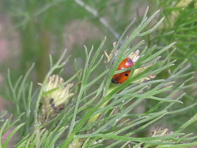 Adalia bipunctata - kétpettyes katica