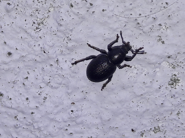 Psallidium maxillosum - fekete barkó