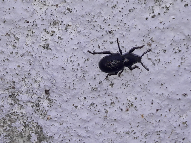 Psallidium maxillosum - fekete barkó
