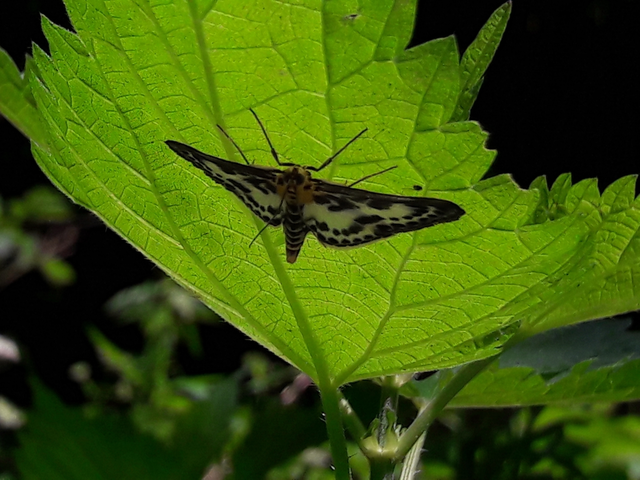 Anania hortulata - tarka csalánmoly