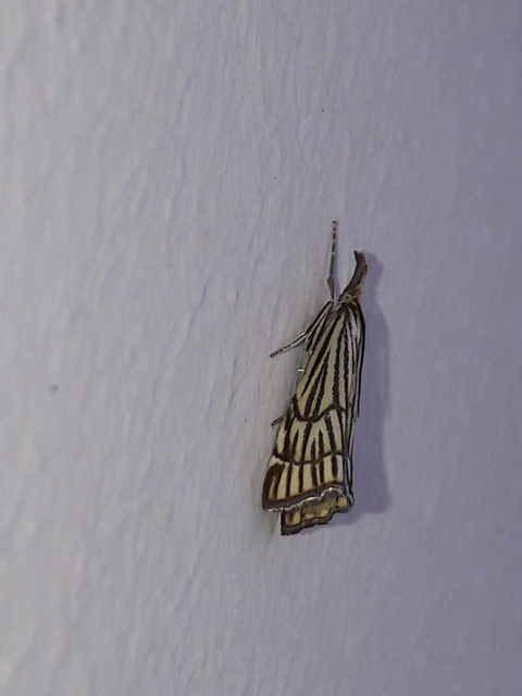Chrysocramboides craterella - rácsos fűgyökérmoly