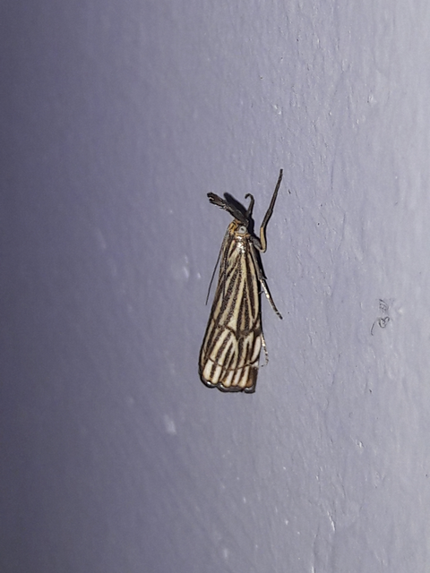 Chrysocramboides craterella - rácsos fűgyökérmoly