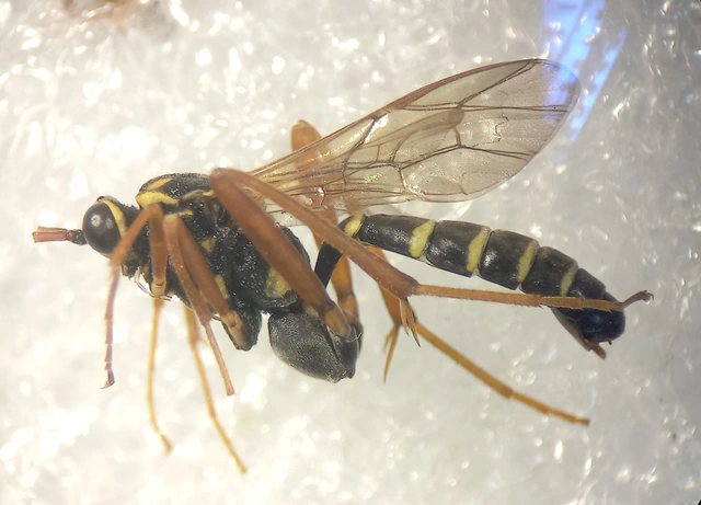 Latibulus argiolus