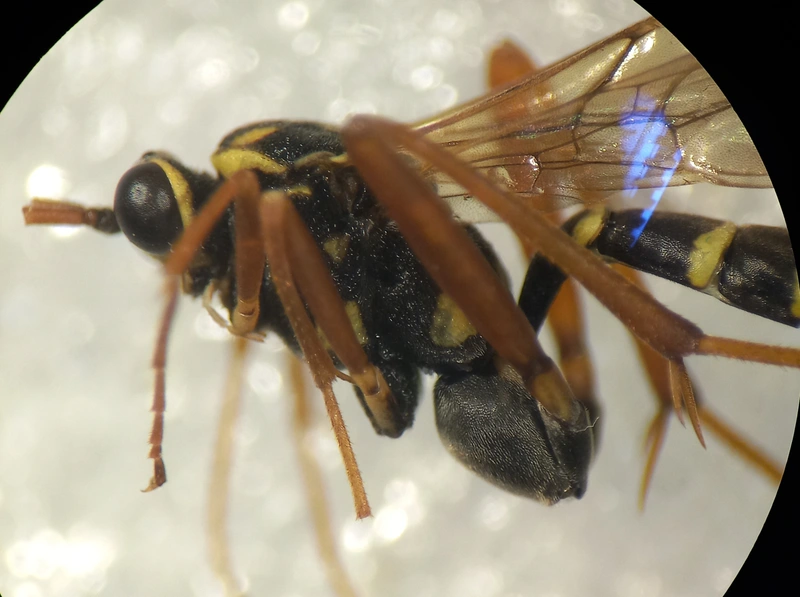 Latibulus argiolus