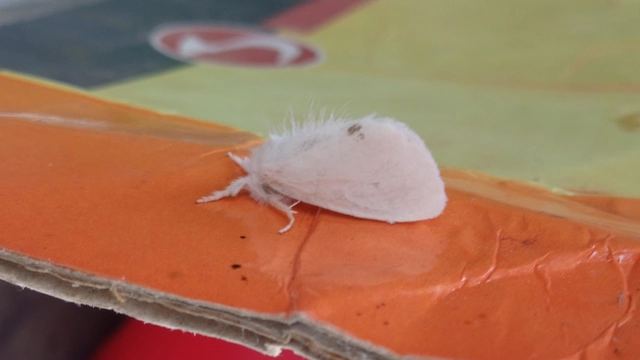 sárgafarú szövő - Sphrageidus similis