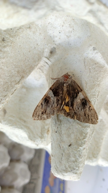 Catocala fulminea - galagonya-övesbagoly