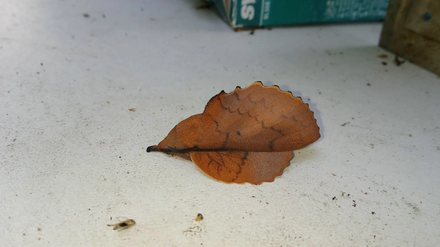 Gastropacha quercifolia - tölgylevélpohók
