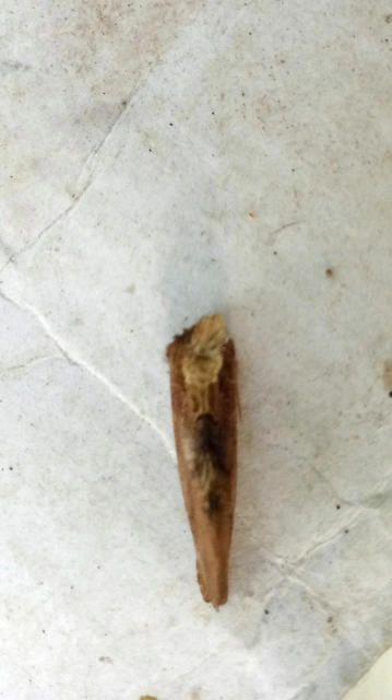 tevenyakú púposszövő - Ptilodon capucina