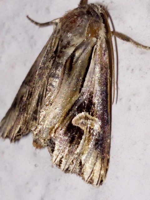 Actinotia polyodon - nagy sugarasbagoly