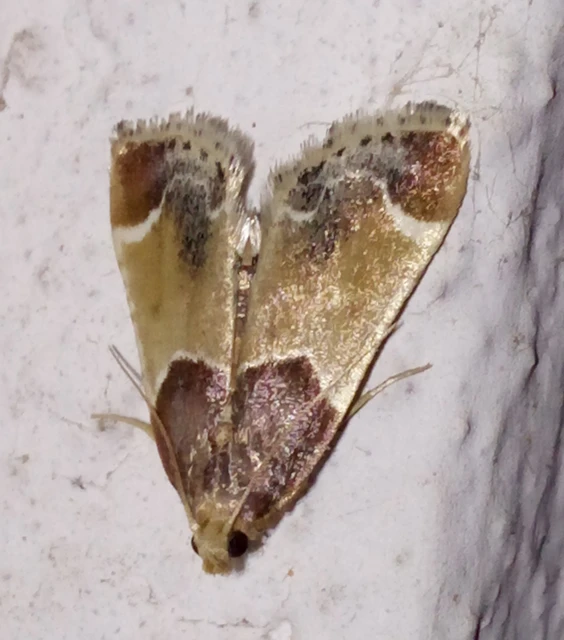 Pyralis farinalis - lisztilonca