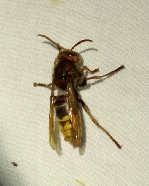 Vespa crabro - lódarázs