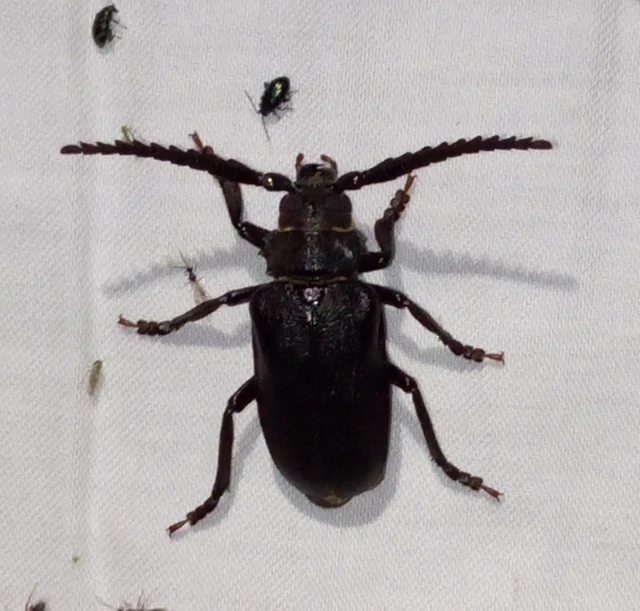 Prionus coriarius - csőszcincér