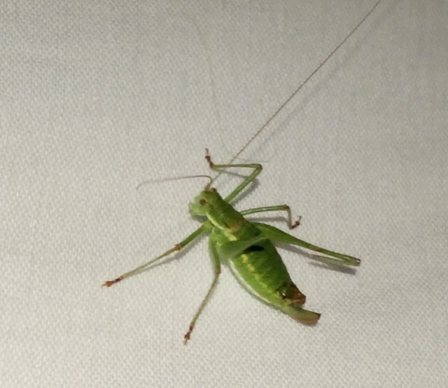 Leptophyes albovittata - közönséges virágszöcske
