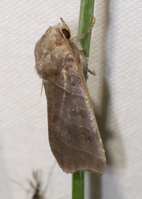 Ipimorpha retusa - sarlós fűzbagoly