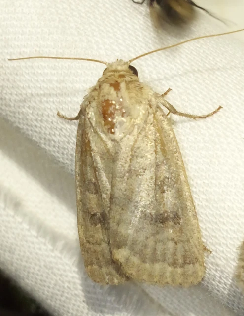 Hoplodrina octogenaria - barna selymesbagoly