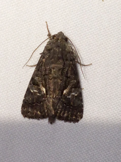 Anophia leucomelas - déli folyófűbagoly
