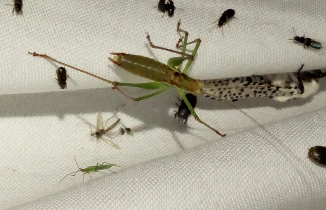 Leptophyes albovittata - közönséges virágszöcske