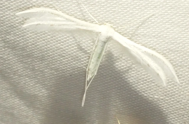 Pterophorus pentadactyla - fehér tollasmoly