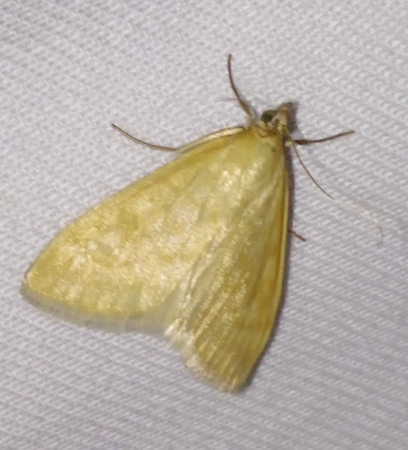 Sitochroa verticalis - világossárga dudvamoly