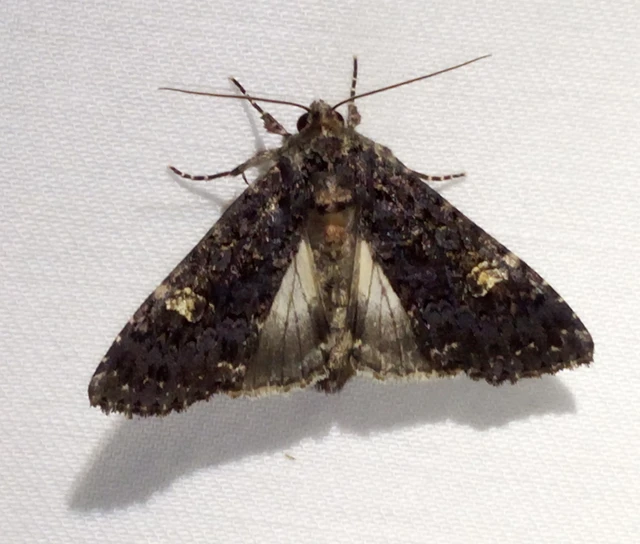 Melanchra persicariae - fehérfoltos kertibagoly