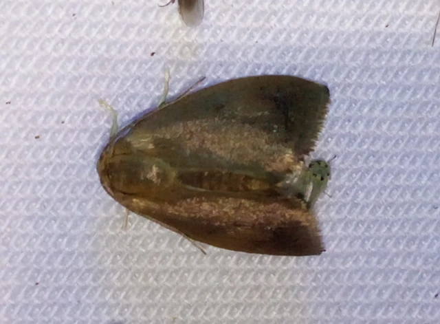 Heterogenea asella - csigalepke