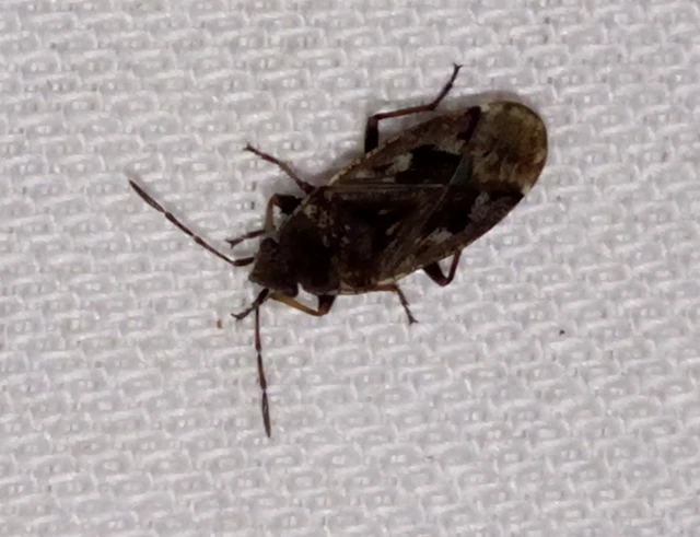 Sphragisticus nebulosus - foltos bodobács