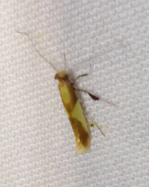Caloptilia