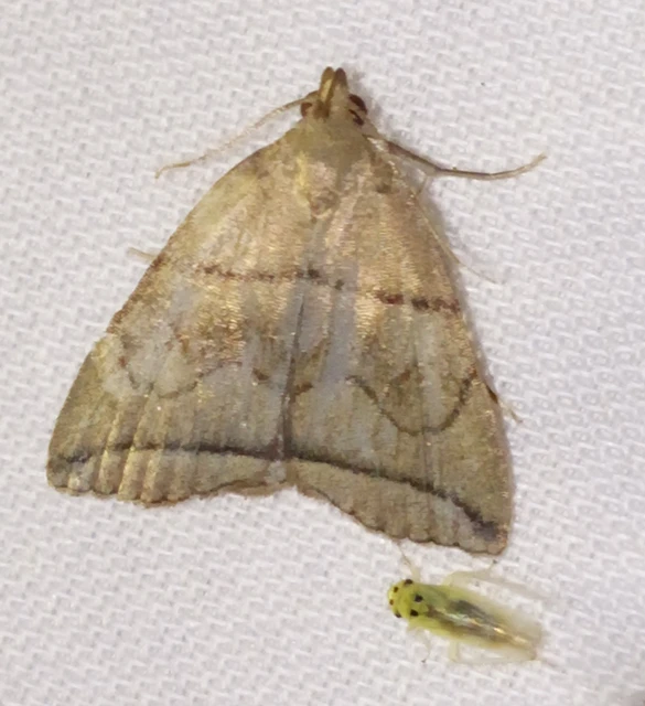 Herminia grisealis - ligeti karcsúbagoly