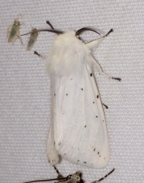 Spilosoma lubricipedum - tejszínű medvelepke