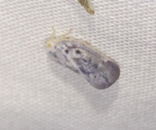 Metcalfa pruinosa - amerikai lepkekabóca